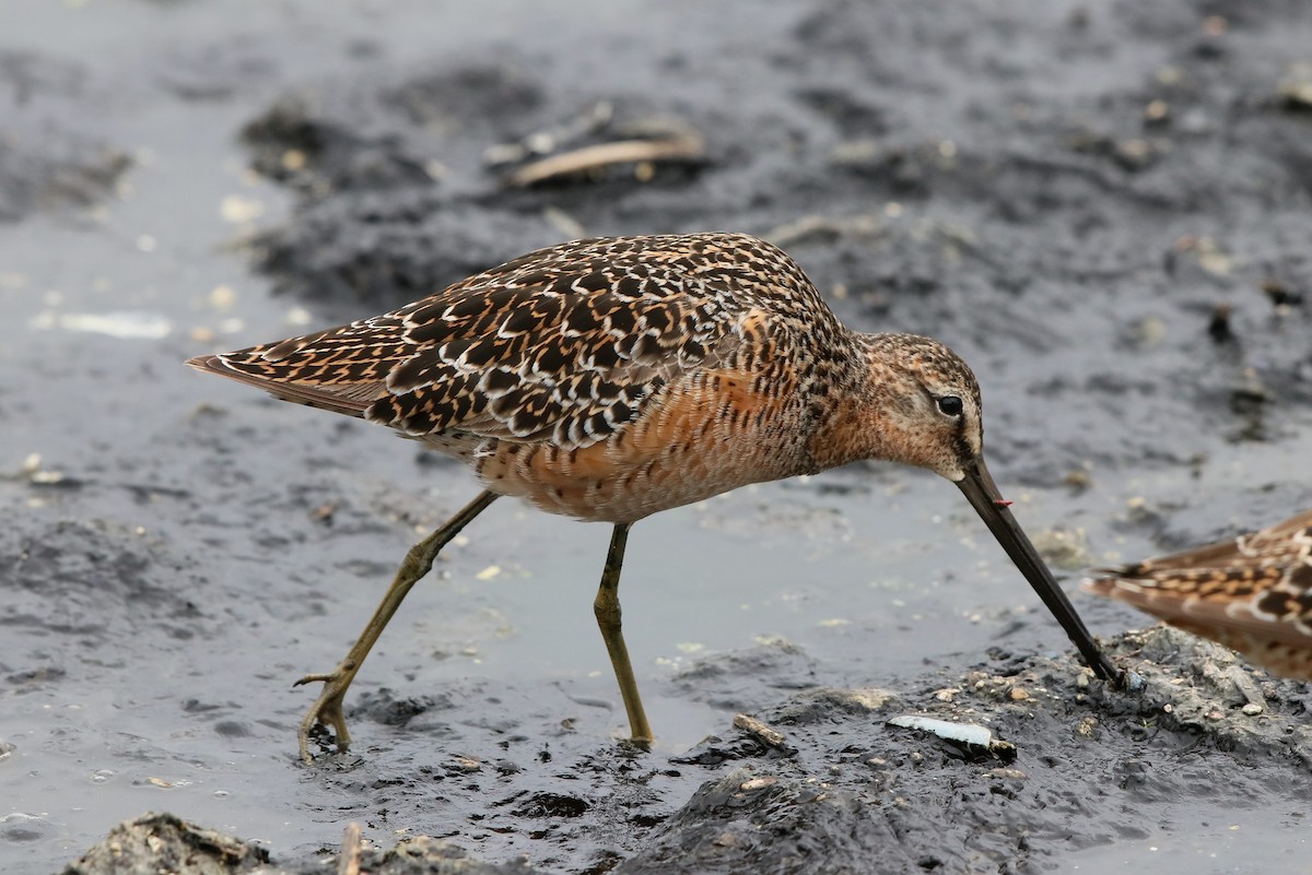 Long-billed Dowitcher - Robert Holland