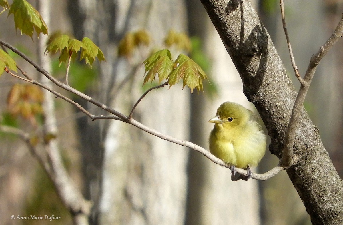 Scarlet Tanager - ML159388961