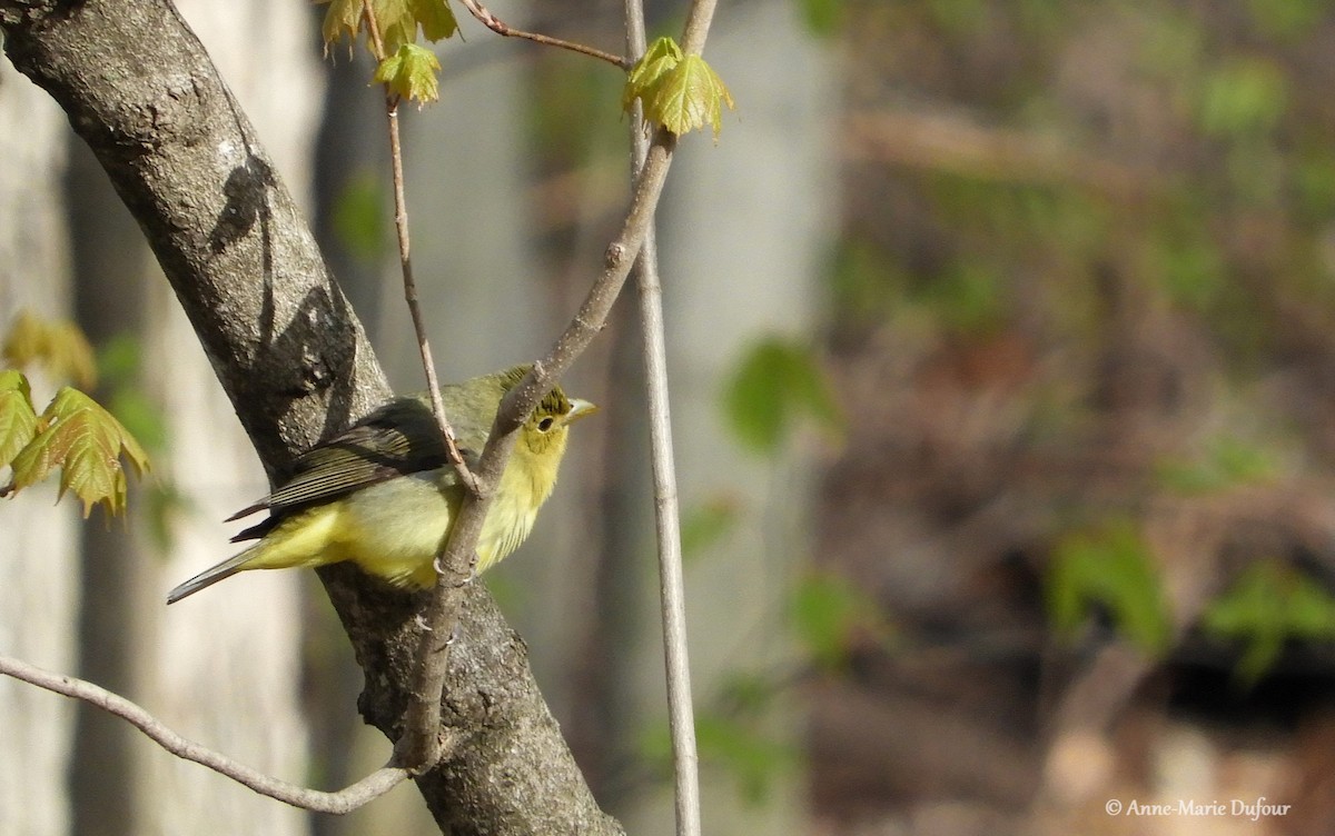 Scarlet Tanager - ML159388971