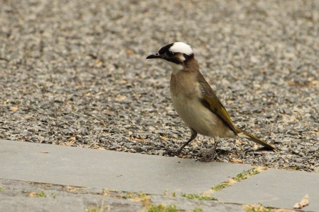 Light-vented Bulbul - ML159389321