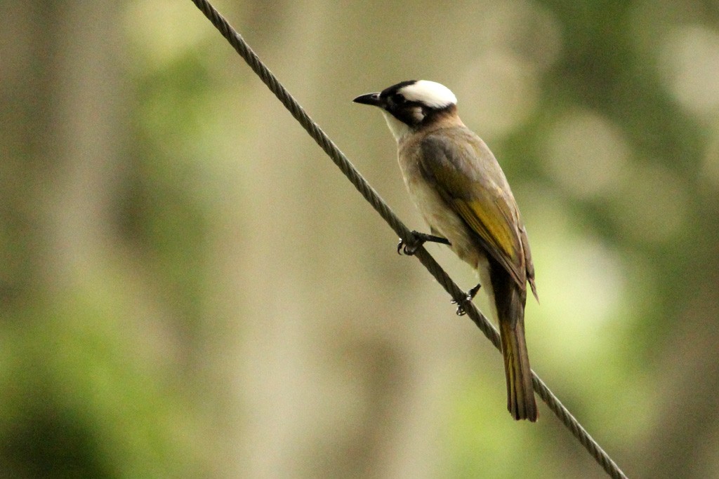 Light-vented Bulbul - ML159389351