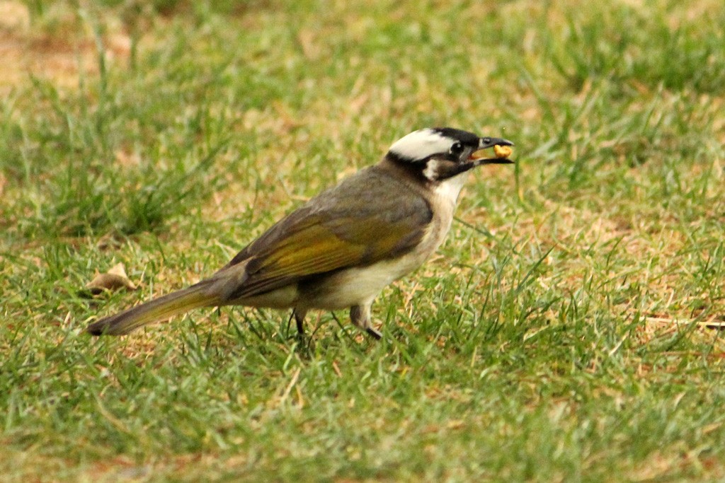 Light-vented Bulbul - Natalia Allenspach