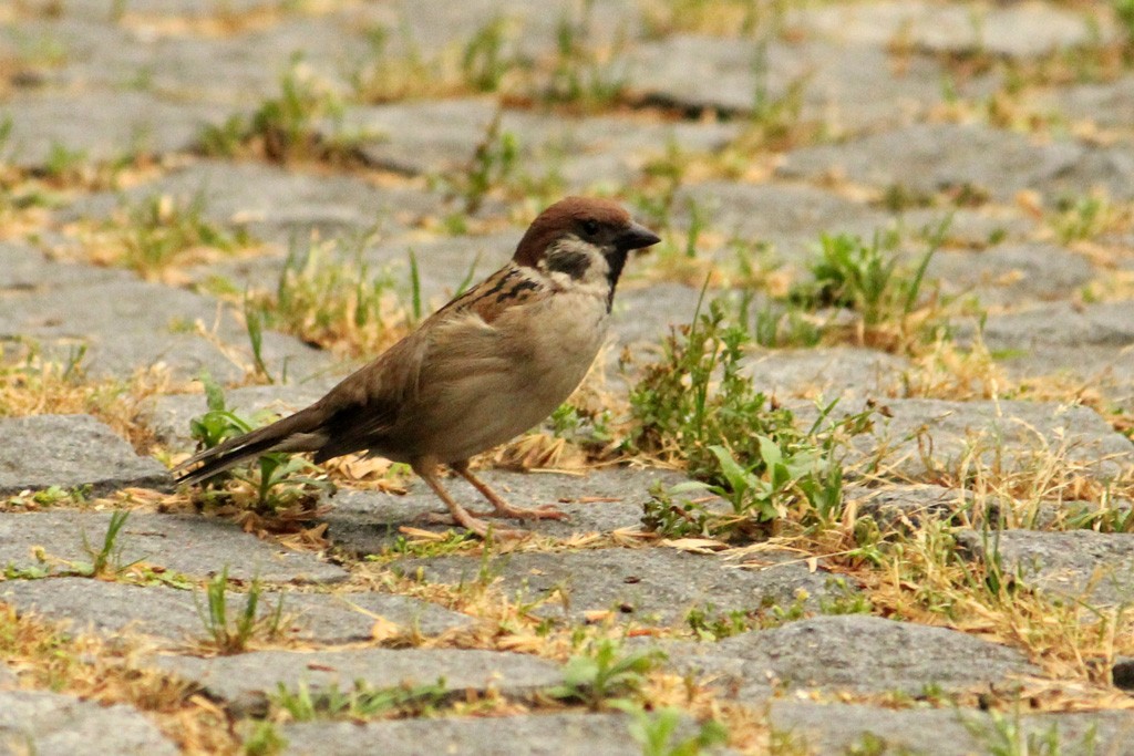 Eurasian Tree Sparrow - ML159389581