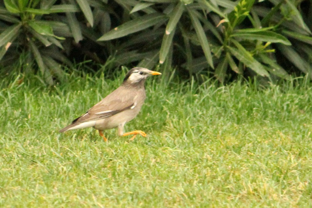 White-cheeked Starling - ML159389651