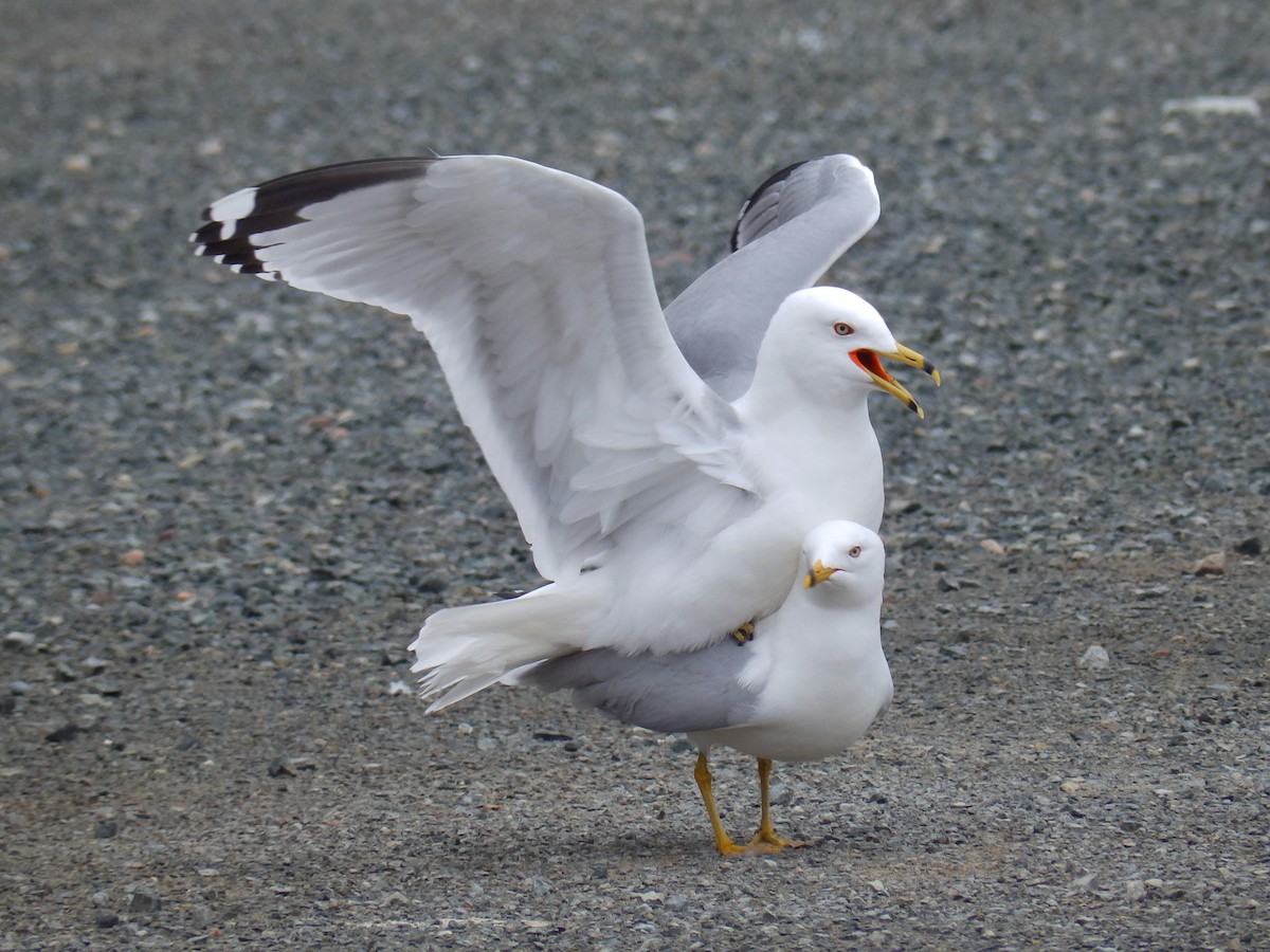 Ring-billed Gull - ML159390891