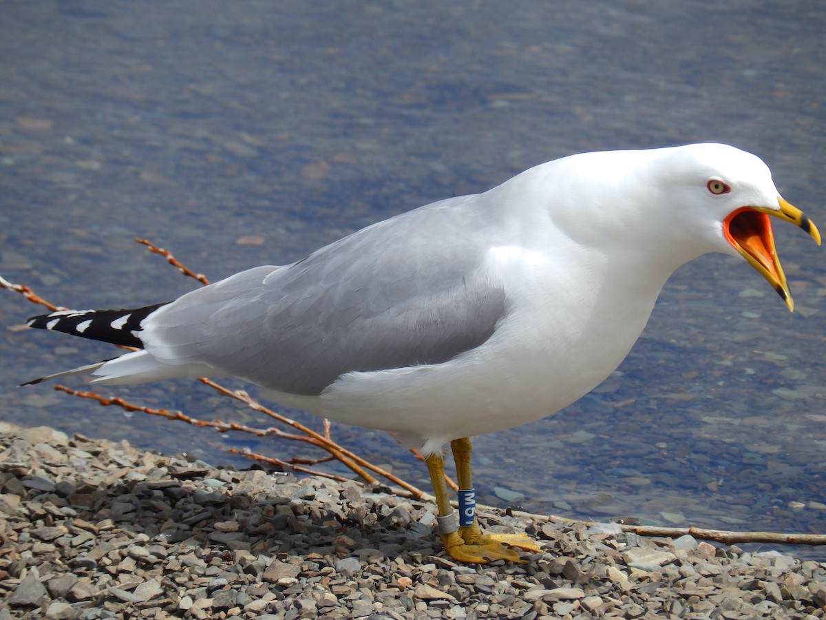 Ring-billed Gull - ML159390901