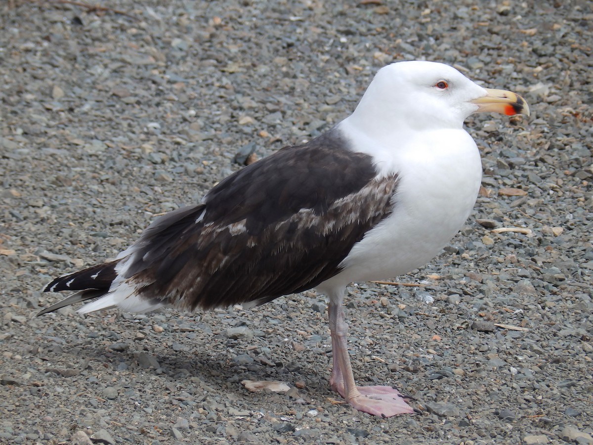 Great Black-backed Gull - ML159391591