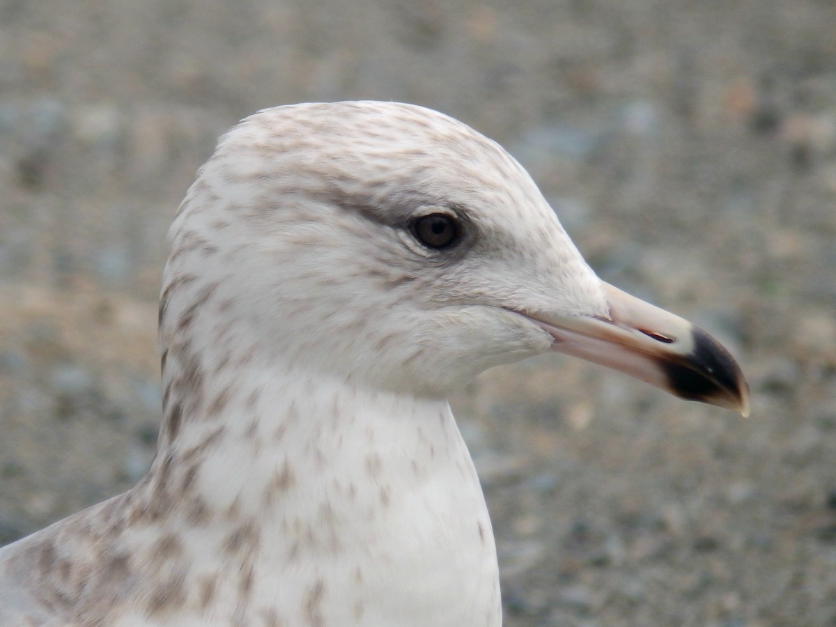 Herring Gull - ML159391651