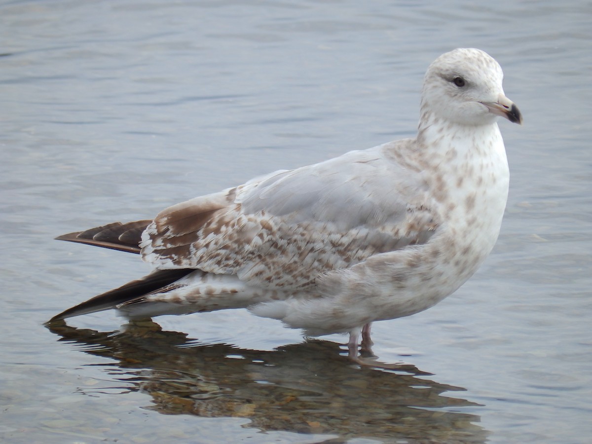 Herring Gull - ML159391661