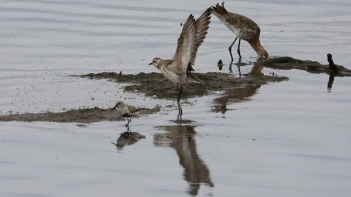 American Golden-Plover - ML159392001