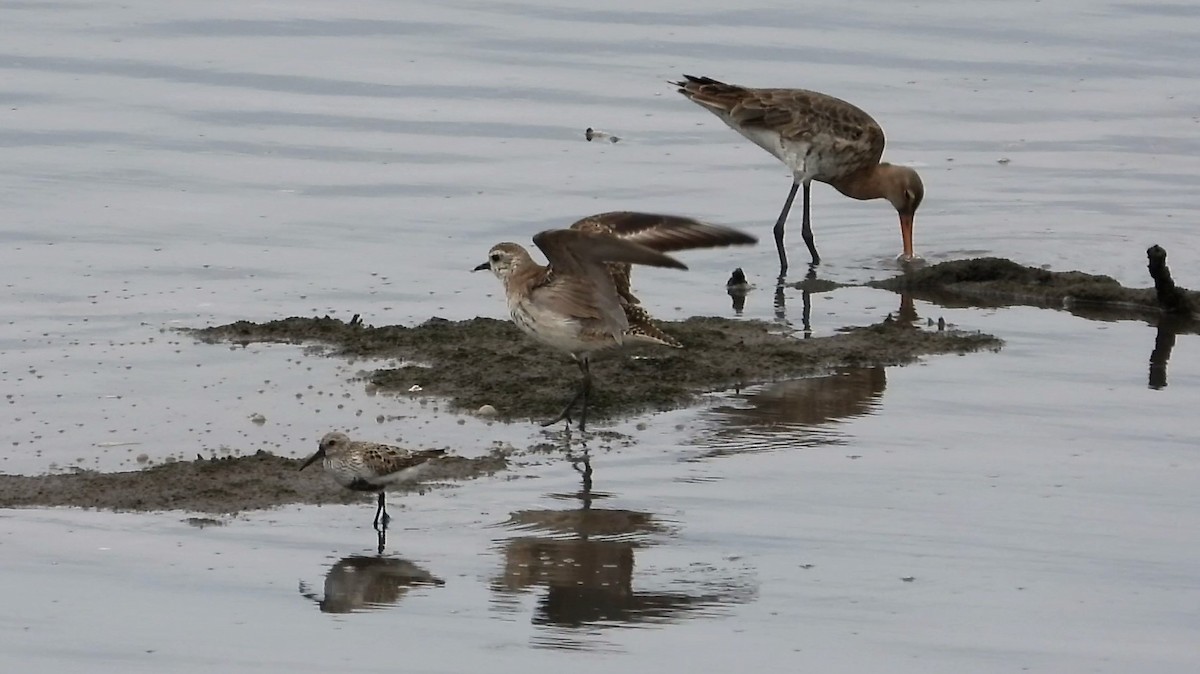 American Golden-Plover - ML159392131