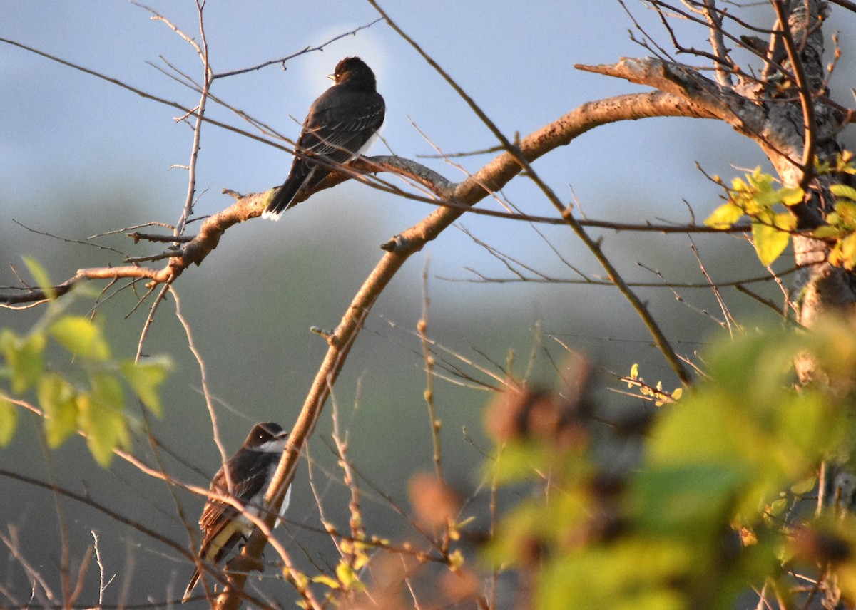 Eastern Kingbird - ML159395901