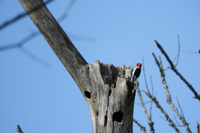 Pic à tête rouge - ML159396321