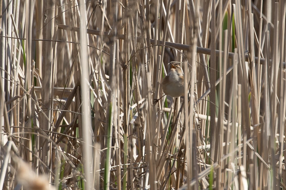 Marsh Wren - ML159396971