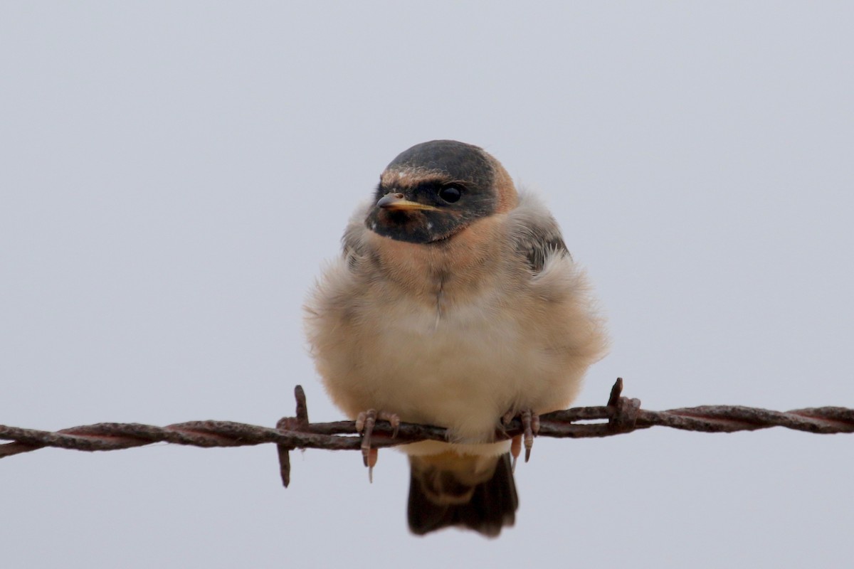 Cliff Swallow - Gil Ewing