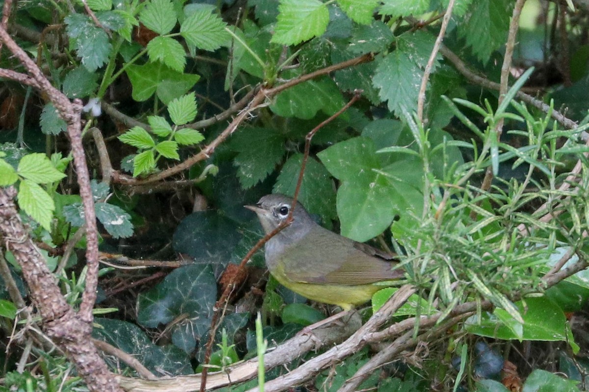 MacGillivray's Warbler - ML159398301
