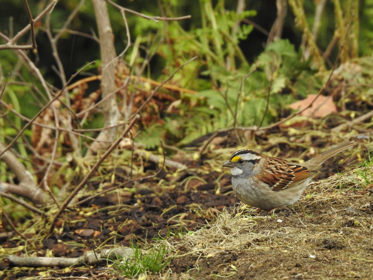 Bruant à gorge blanche - ML159399291