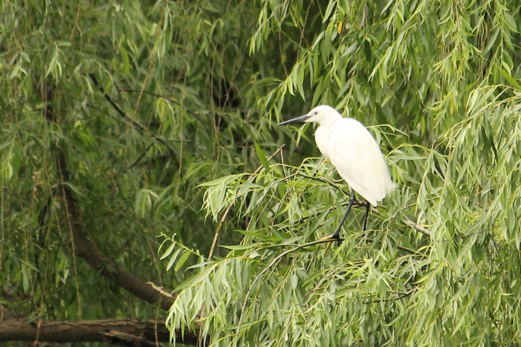 Little Egret - Natalia Allenspach