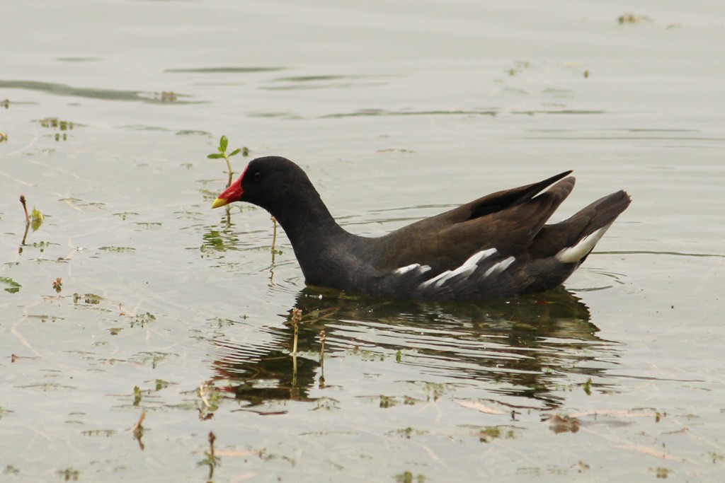 Eurasian Moorhen - ML159400021