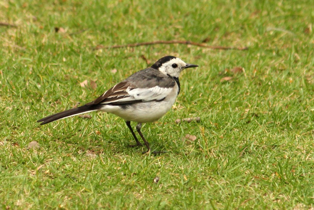 White Wagtail - Natalia Allenspach