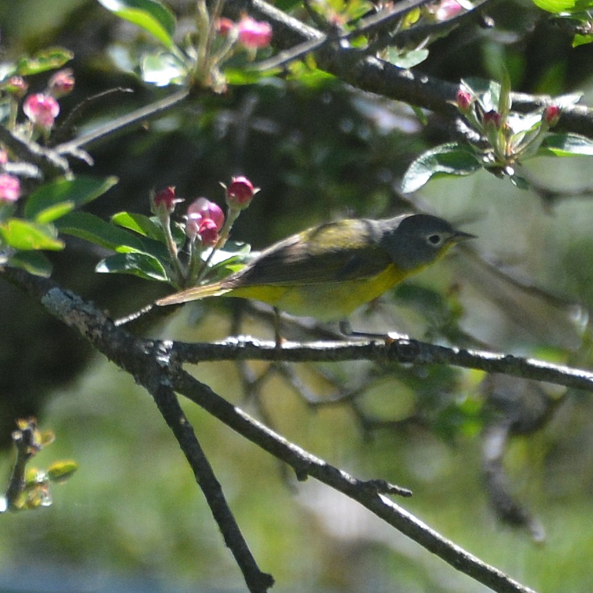 Nashville Warbler - ML159402061