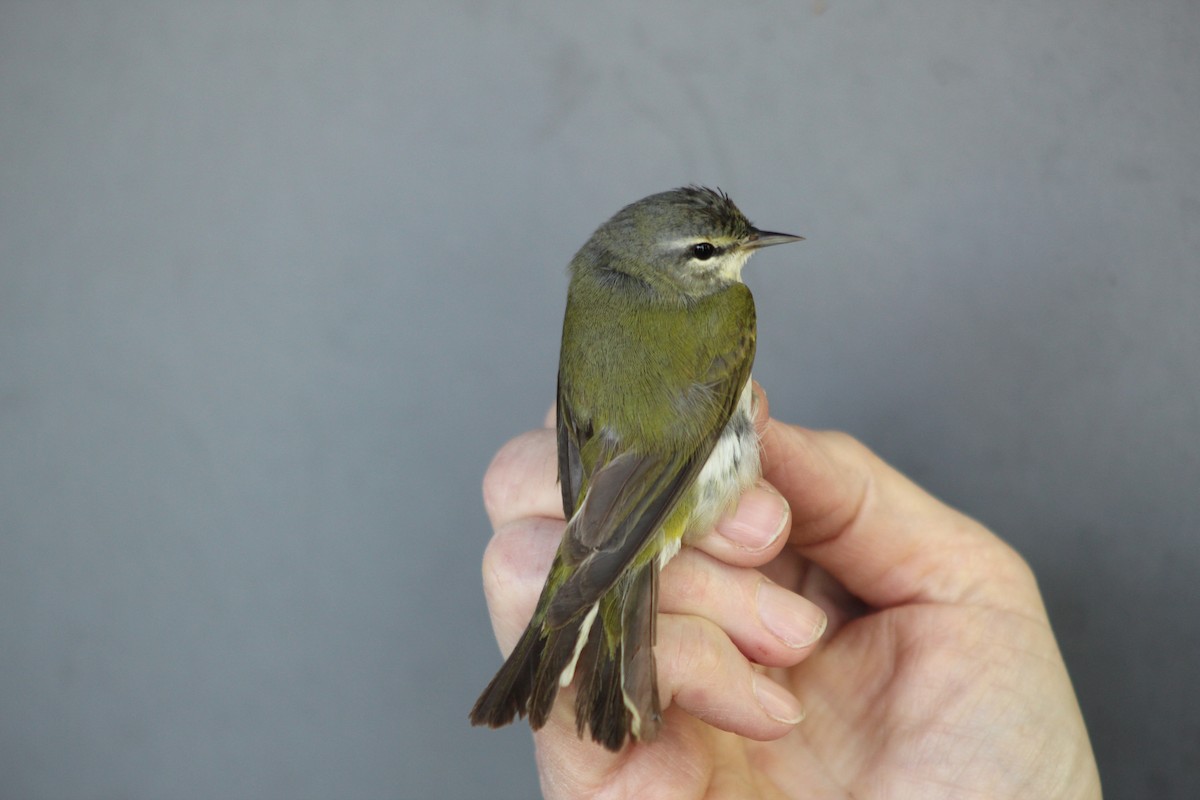 Tennessee Warbler - ML159402441