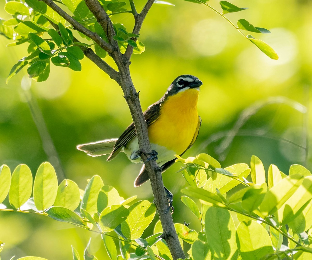 Yellow-breasted Chat - David Hall