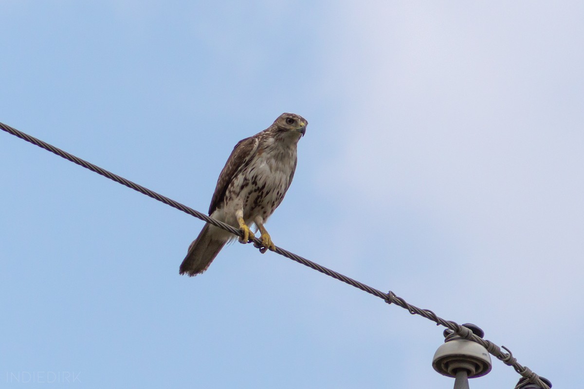 Red-tailed Hawk - Indie Dirk