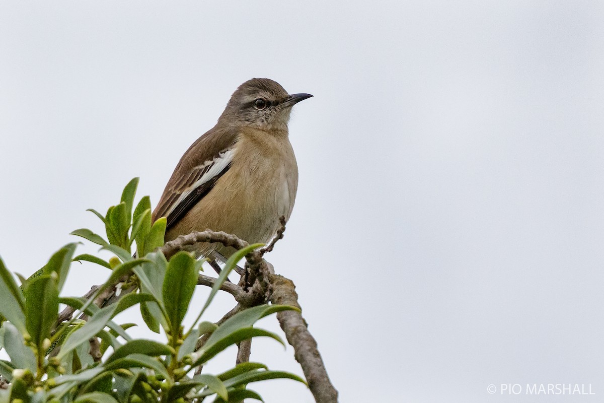 White-banded Mockingbird - Pio Marshall