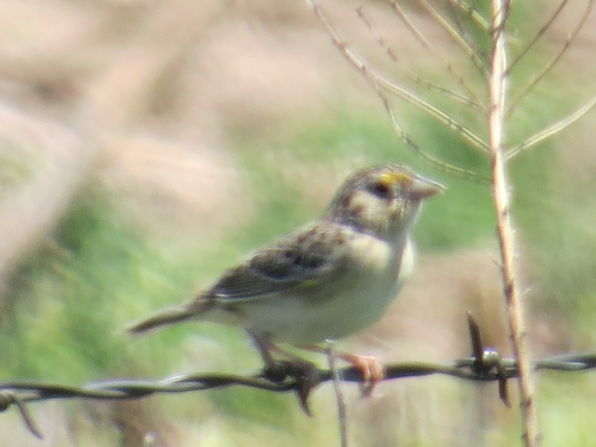 Grasshopper Sparrow - ML159404101