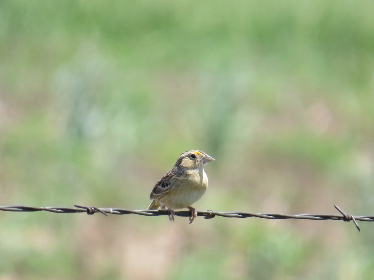 Chingolo Saltamontes - ML159404371