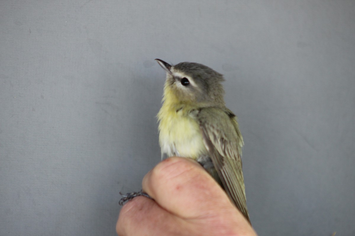 Philadelphia Vireo - Nicola Dodds