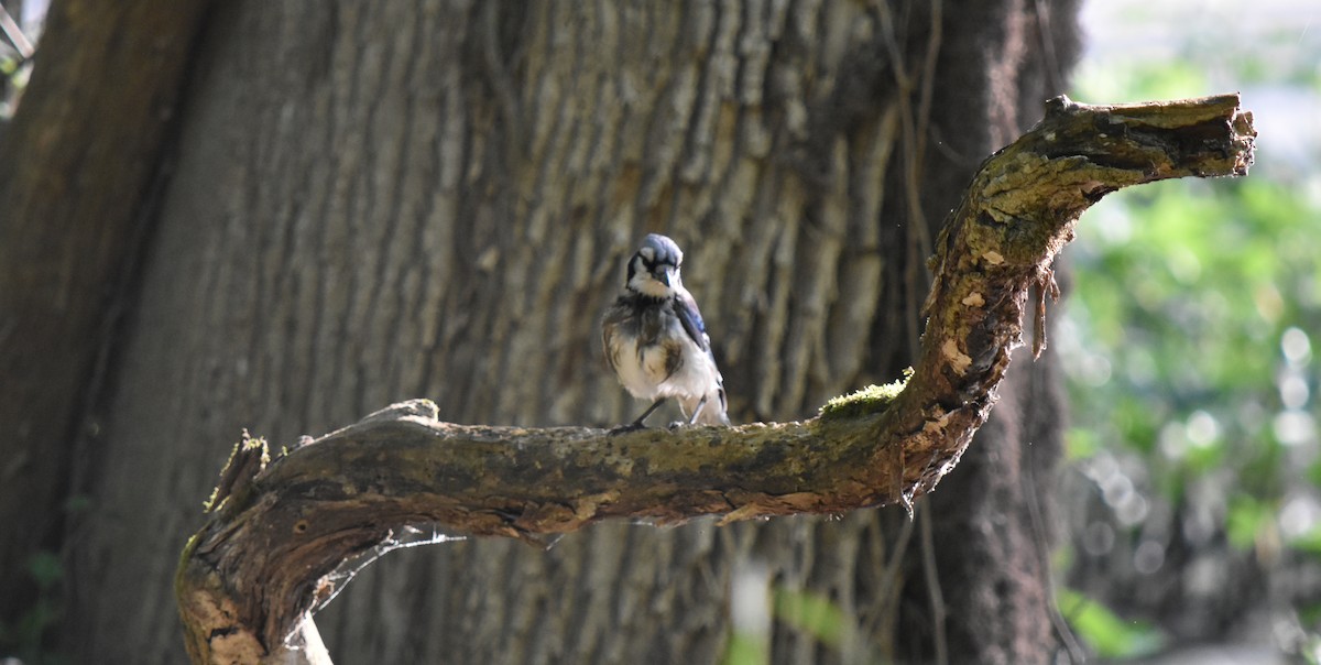 Blue Jay - ML159406371
