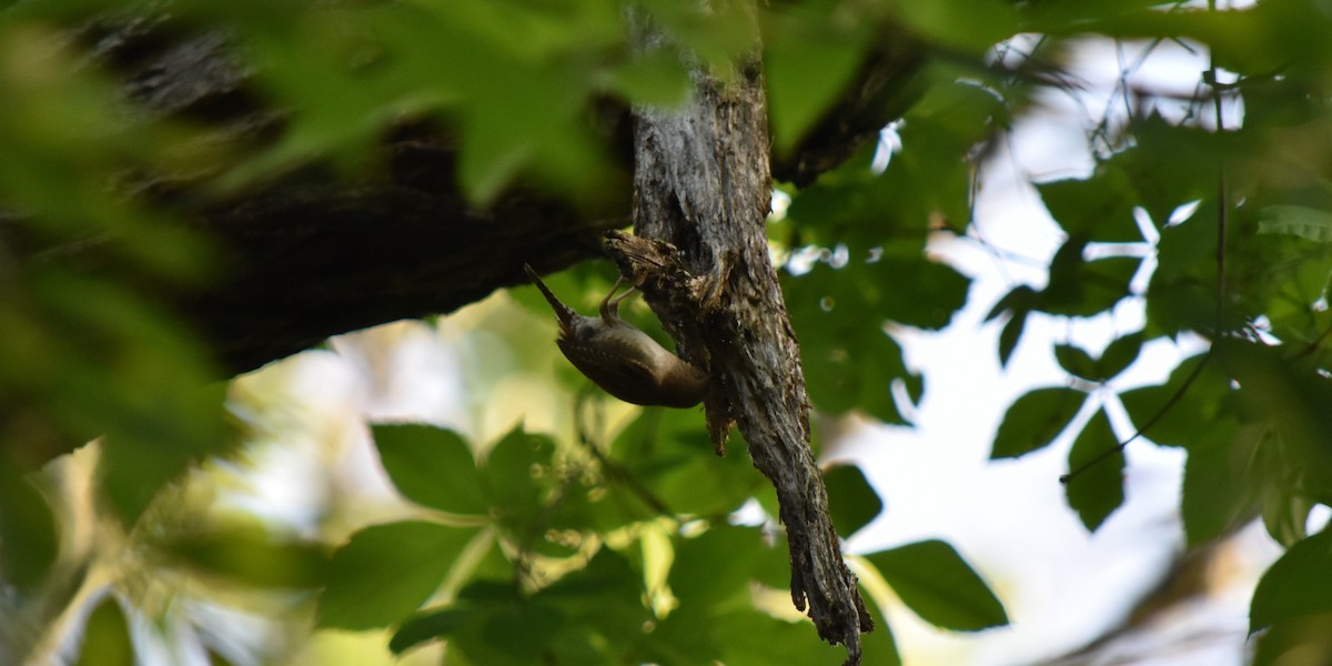Northern House Wren - ML159406441