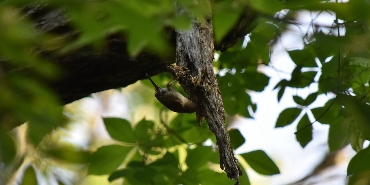 House Wren - ML159406441