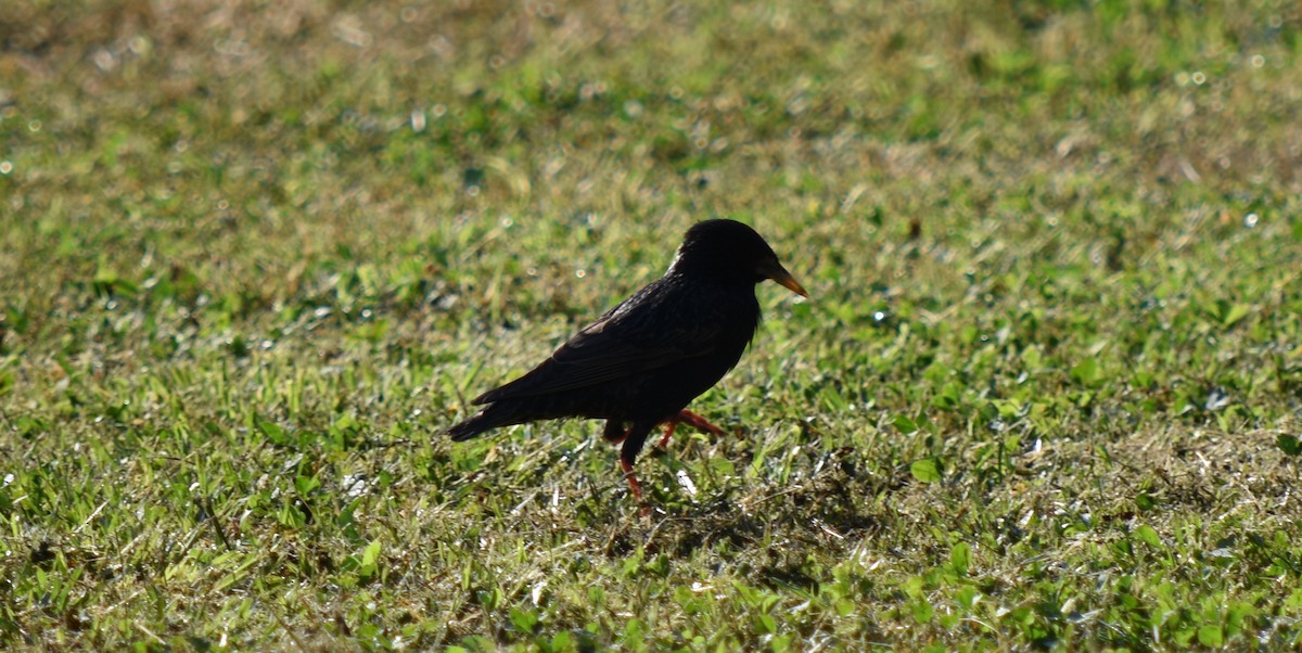 European Starling - ML159406511