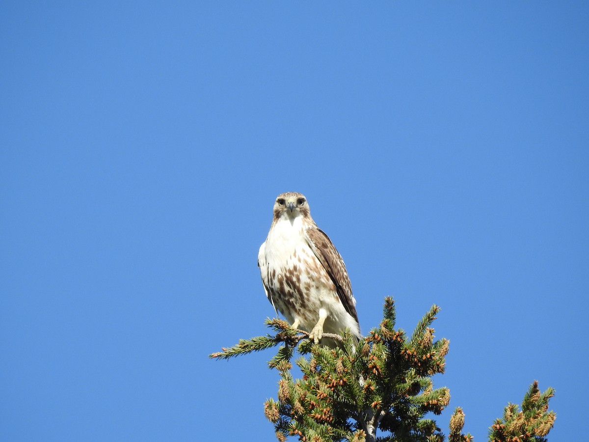 Rotschwanzbussard - ML159406531