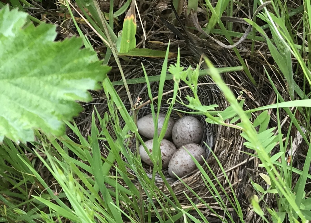 Vesper Sparrow - Joseph Blowers