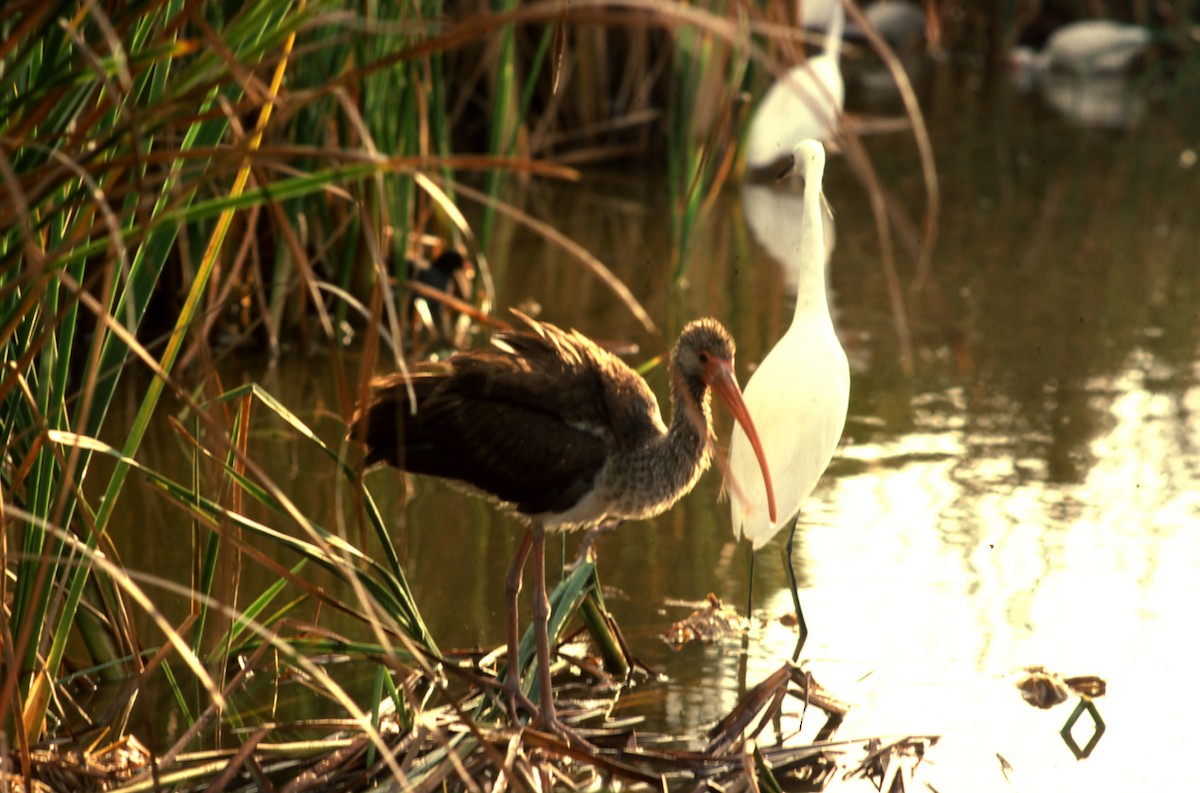 White Ibis - ML159409571