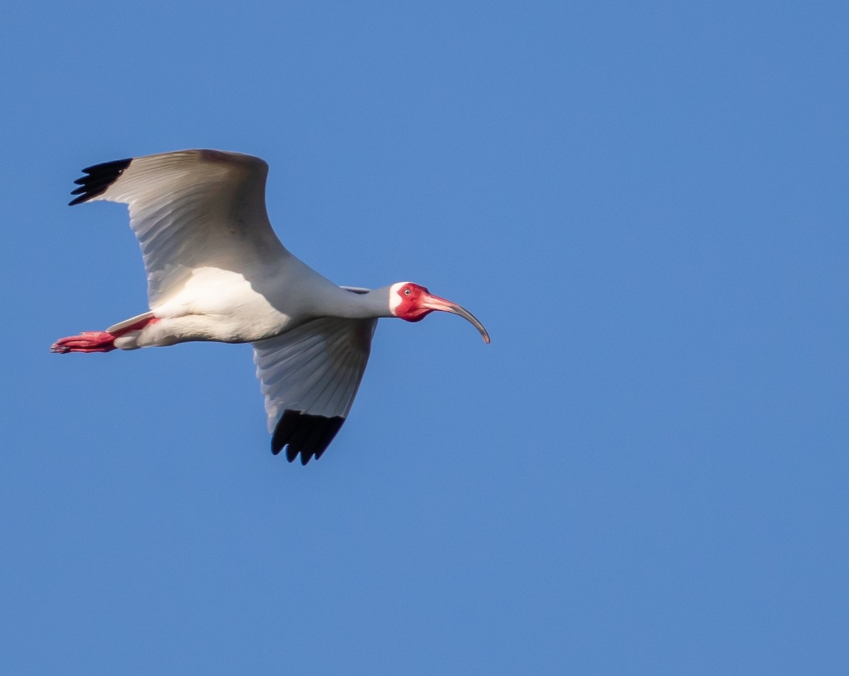 ibis bílý - ML159410361