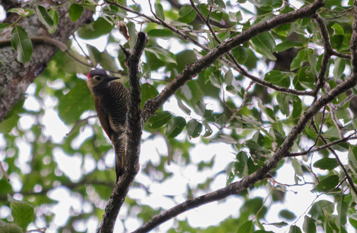 Golden-olive Woodpecker - ML159410381