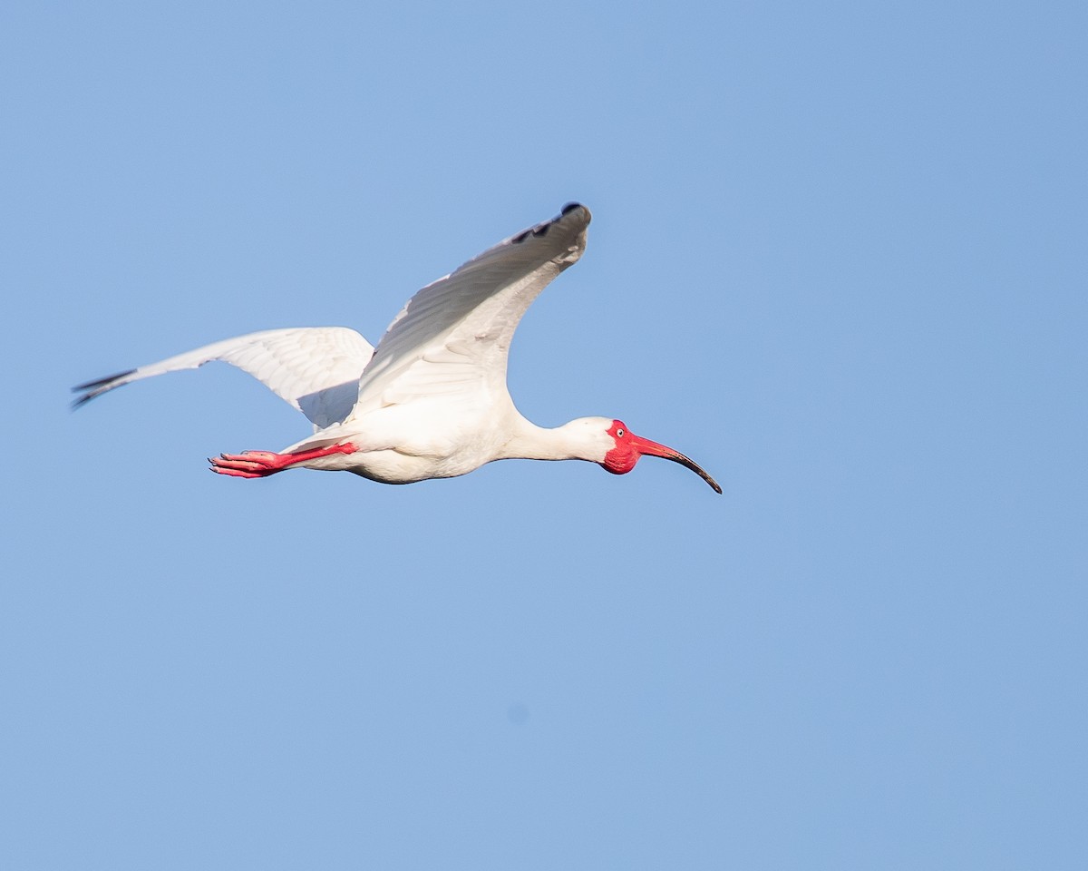 ibis bílý - ML159410391