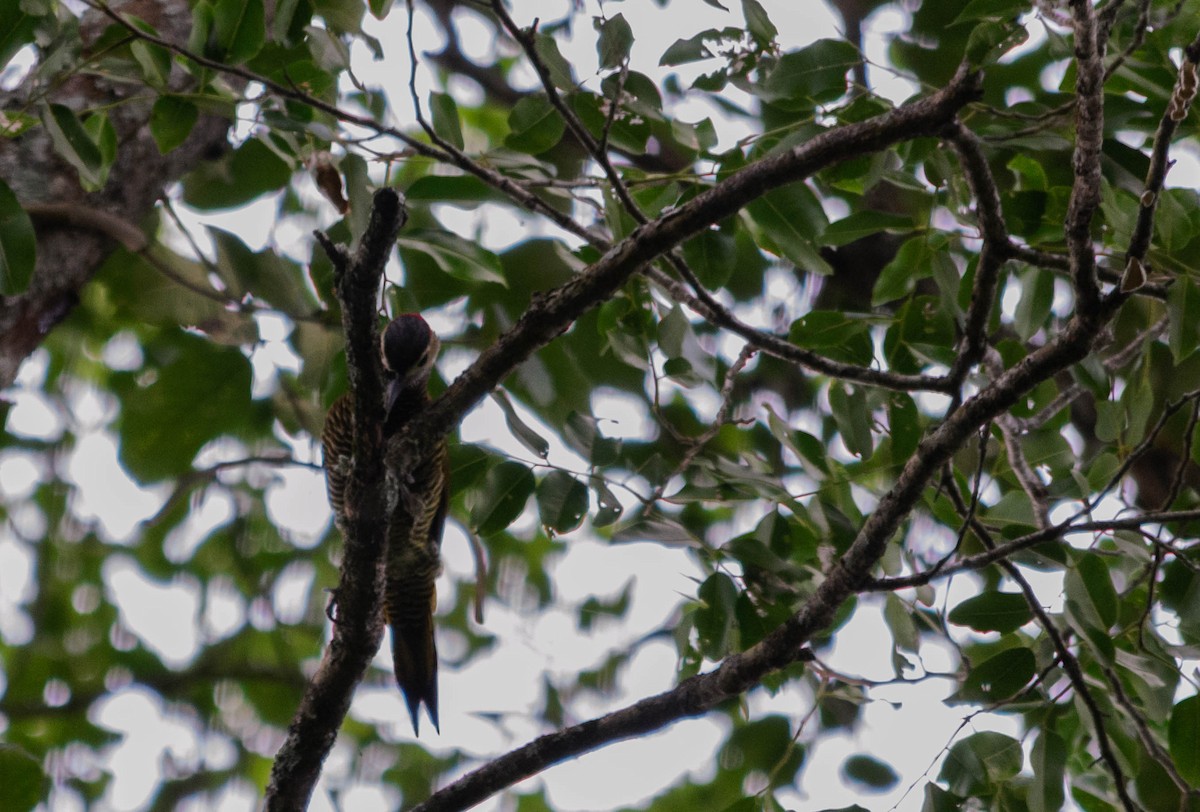 Golden-olive Woodpecker - ML159410441