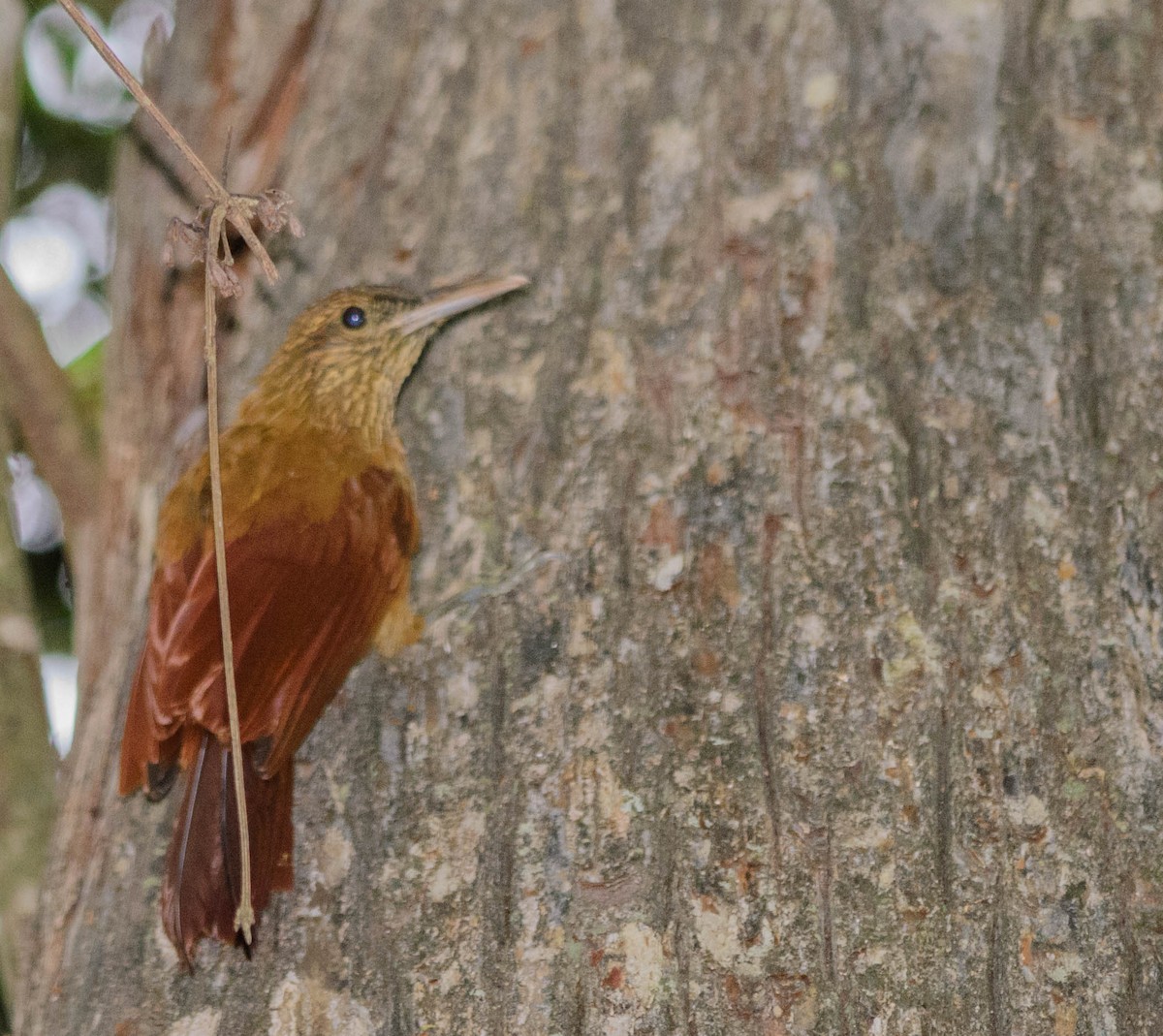 Black-banded Woodcreeper - ML159410581