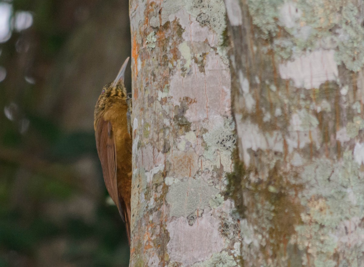 Black-banded Woodcreeper - ML159410601