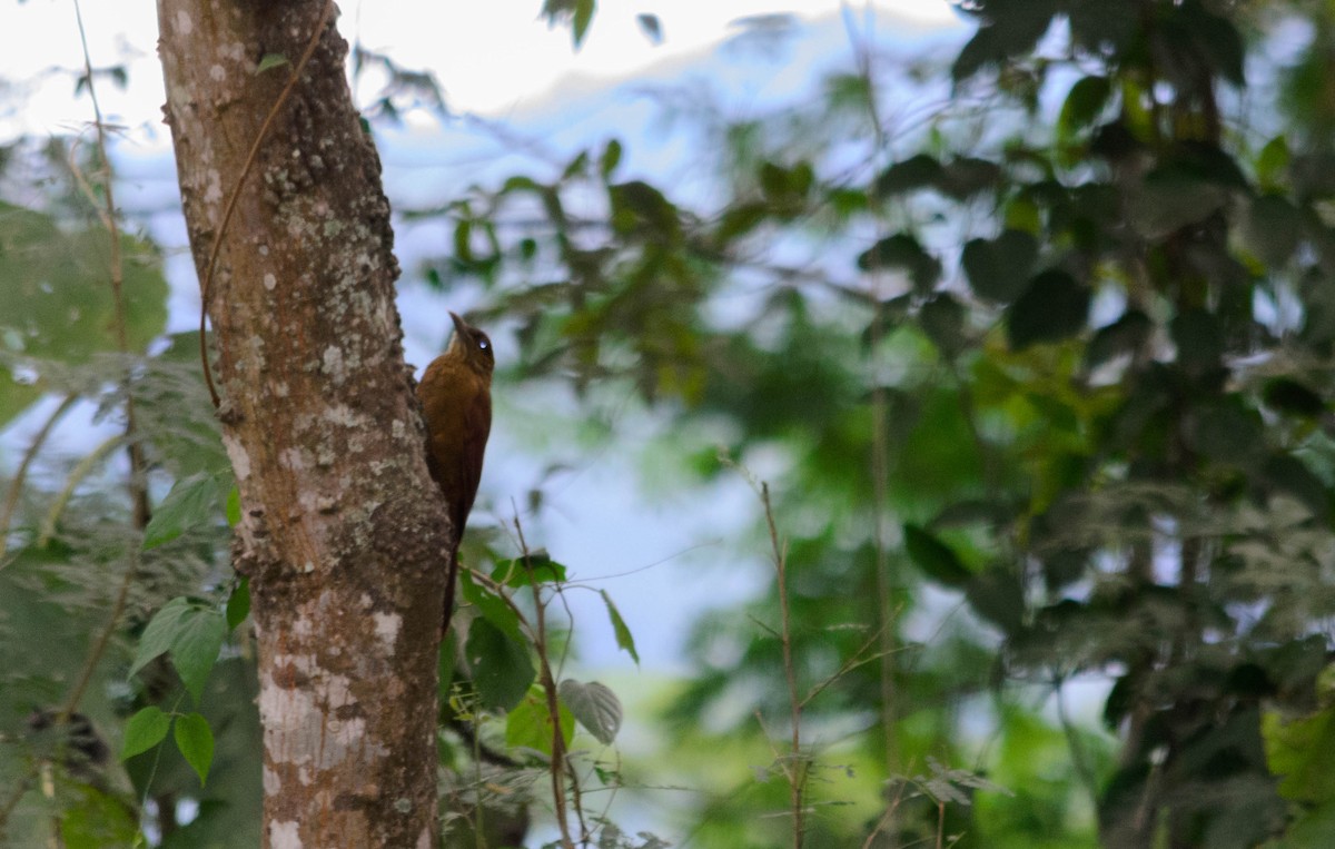 Black-banded Woodcreeper - ML159410621