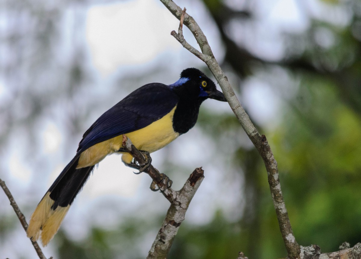 Plush-crested Jay - ML159410761