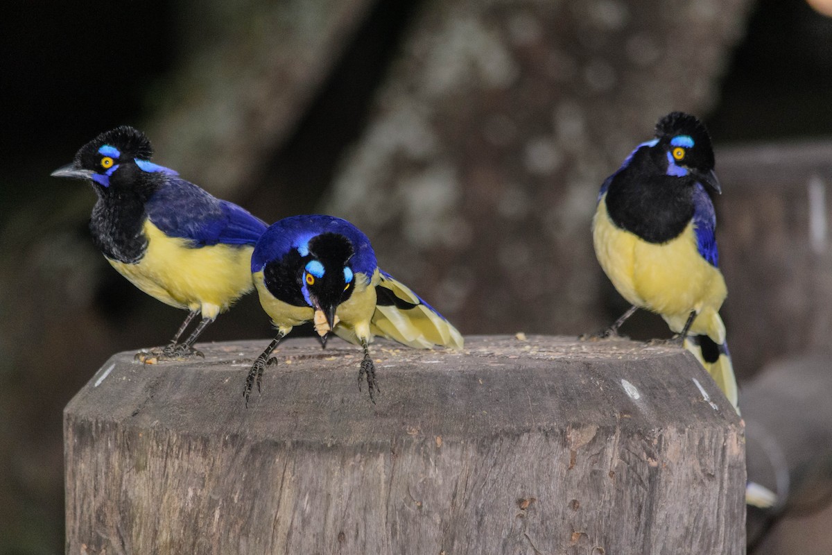 Plush-crested Jay - ML159410881