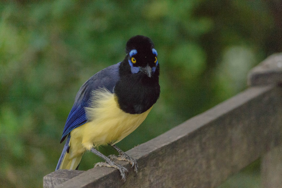 Plush-crested Jay - ML159411021