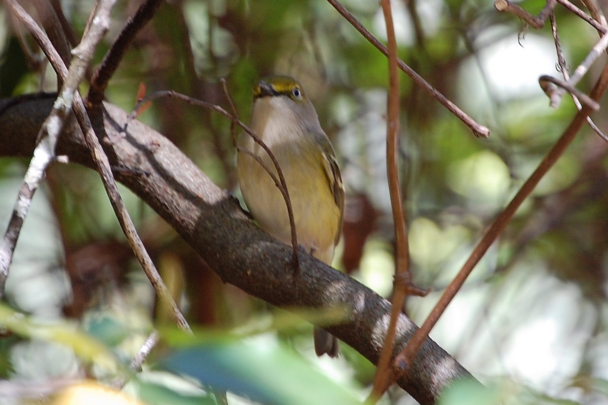 Ak Gözlü Vireo - ML159411031